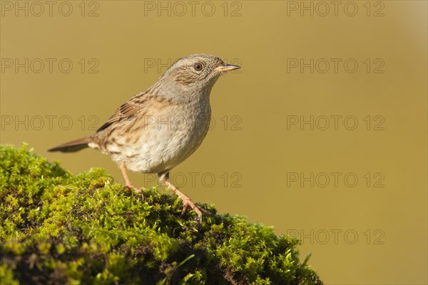 Dunnock