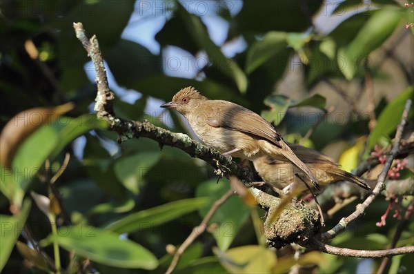 Asian Red-eyed Bulbul