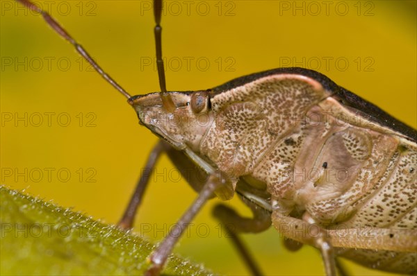 Palomena prasinus