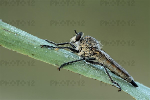 Dune Robber Fly