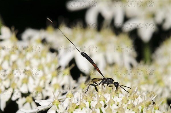 Narrow-bellied Wasp