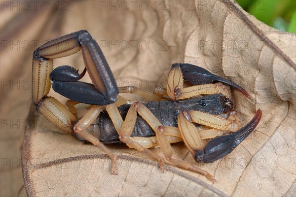Black-pincered Bark Scorpion