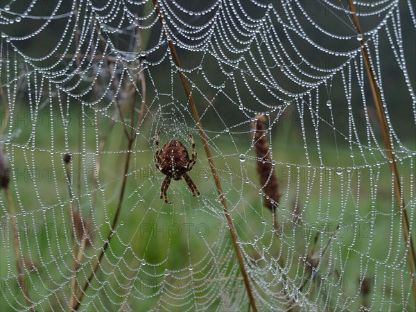 Garden Orb Spider