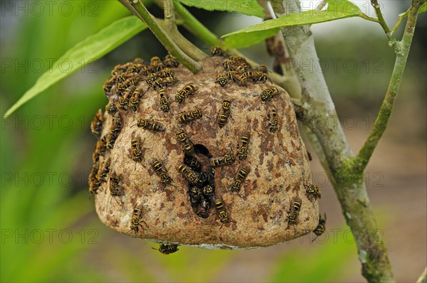 Communal wasp