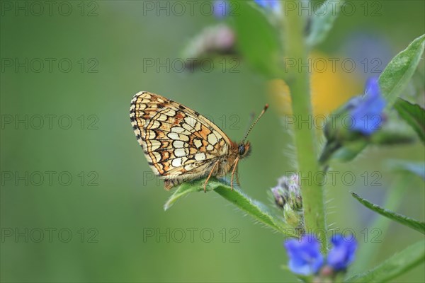 False heath fritillary