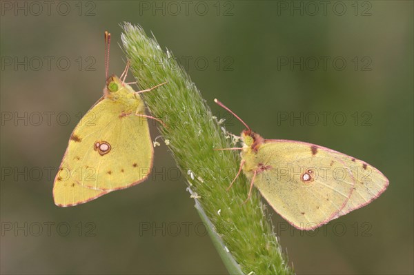 Clouded dark clouded yellow