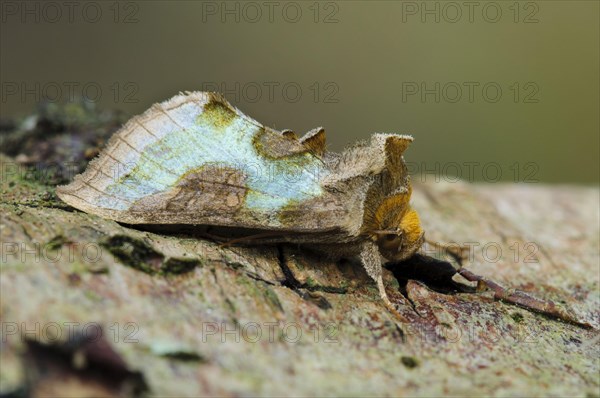 Burnished Brass