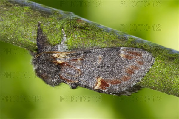 Iron prominent