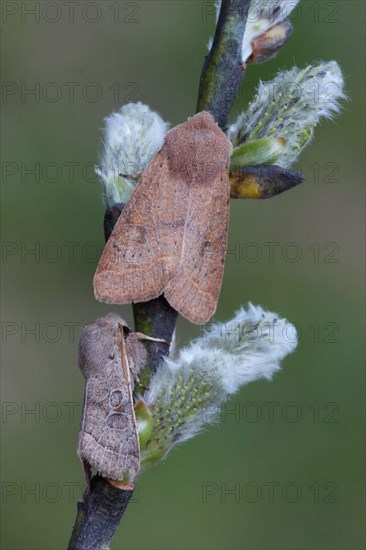 Common Quaker