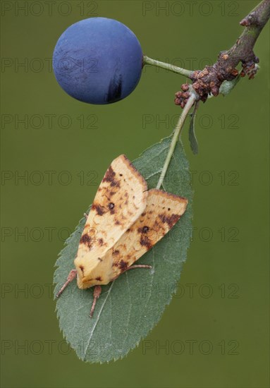 Common sallow