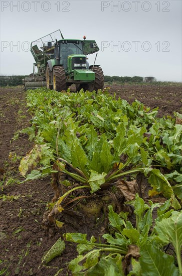 Sugar Beet