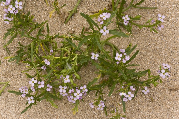 Sea Rocket