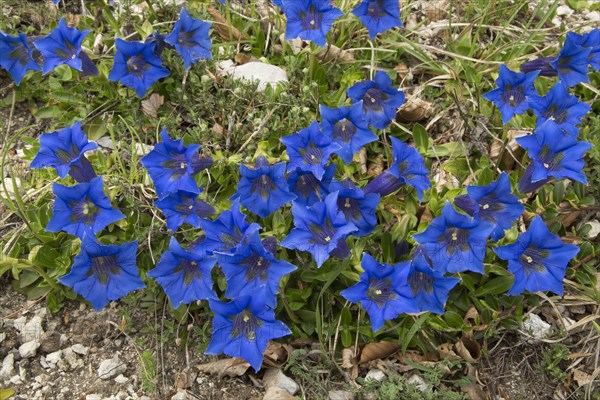 Flowering dinaric gentian