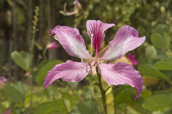 Orchid tree