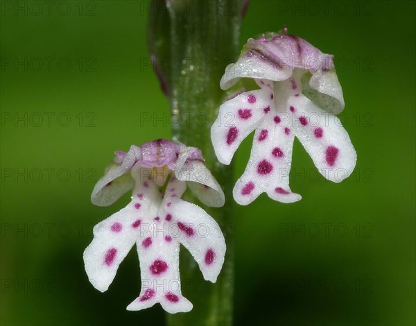 Burnt Orchid