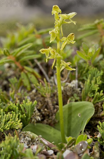 Hooker's Orchid