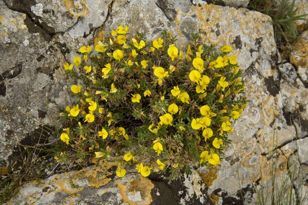 Flowering dwarf progeny