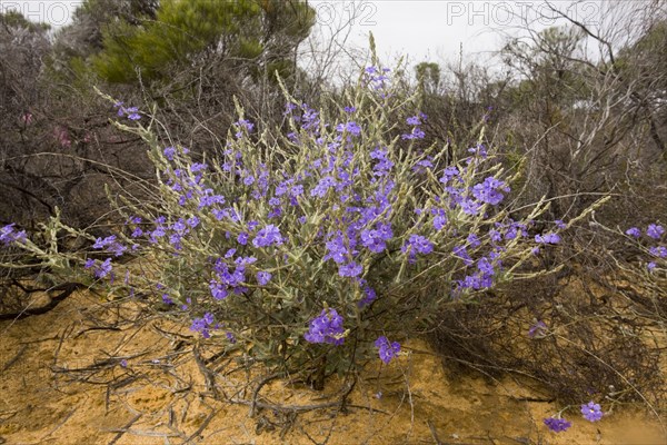 Spiked Dampiera