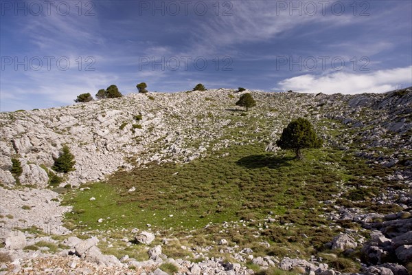 View of karstic limestone habitat