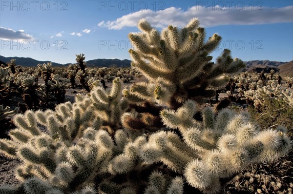 Teddy-bear Cholla