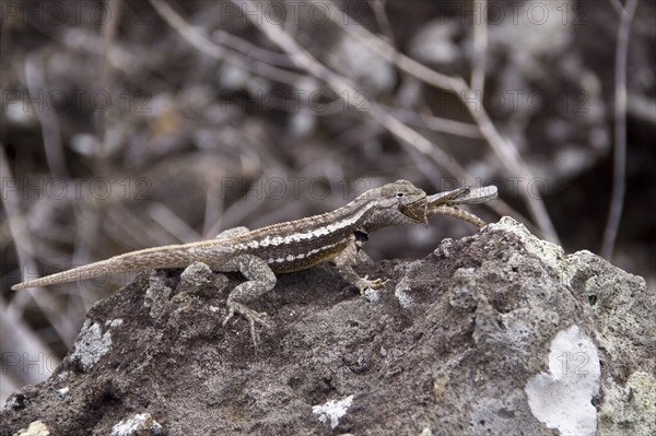 Lava Lizard