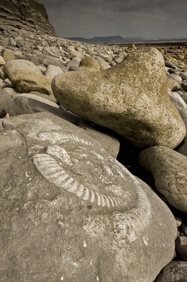 Ammonite fossils exposed in rock on beach