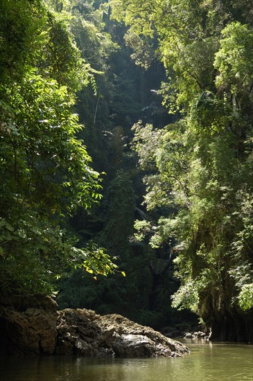 Primary rainforest habitat