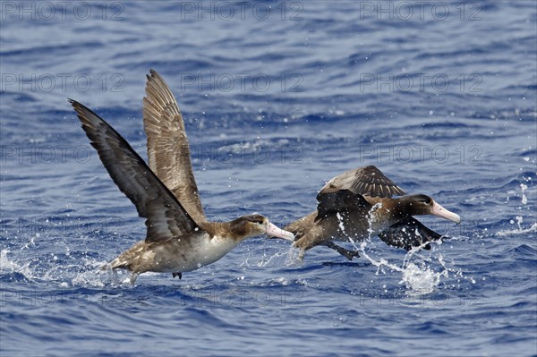 Short-tailed albatross