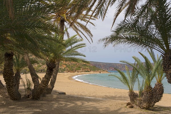 Palm beach of Vai with Cretan