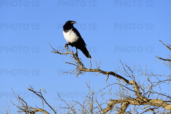 Magpie crow