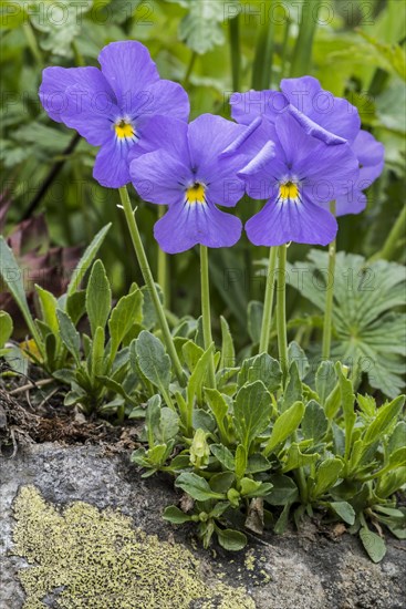 Long-spurred violet