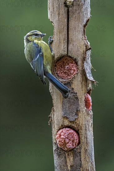 Blue tit