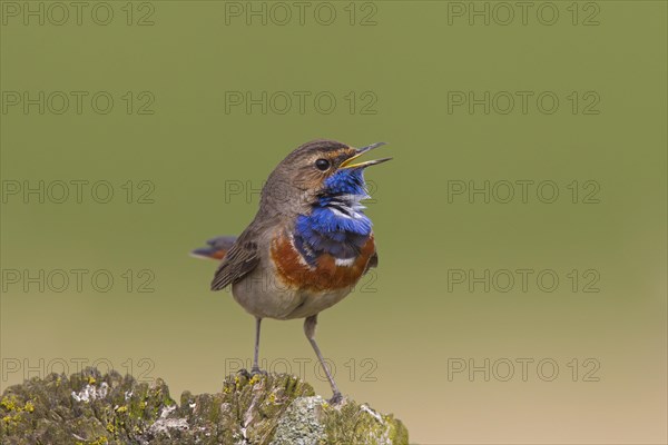 White-spotted bluethroat