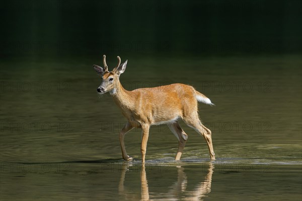 White-tailed deer