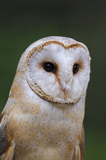 Common barn owl