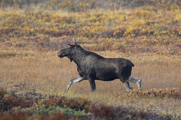 Elk