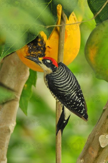 Black-spotted Woodpecker