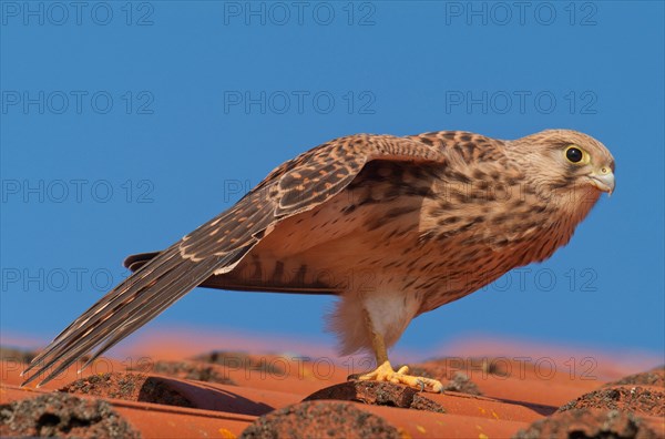 Kestrel