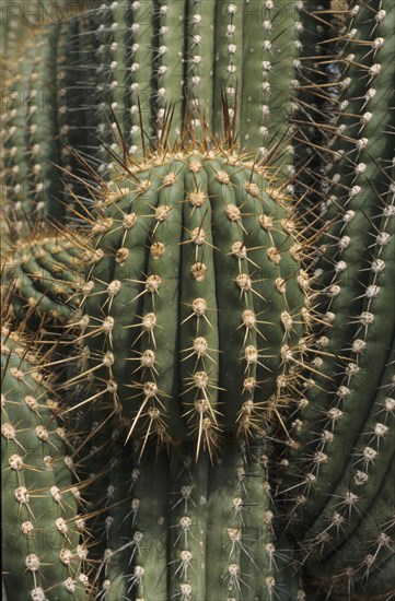 Cactus