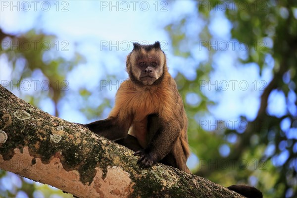 Brown Capuchin