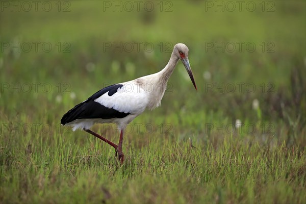 Maguari Stork