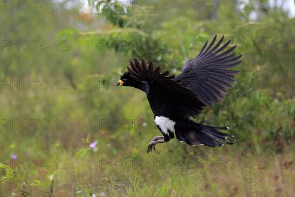 Bare-Faced Curassow