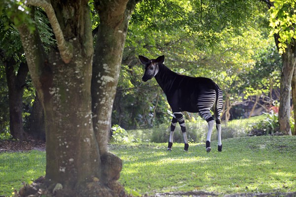 Okapi