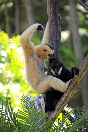 Northern white-cheeked gibbon