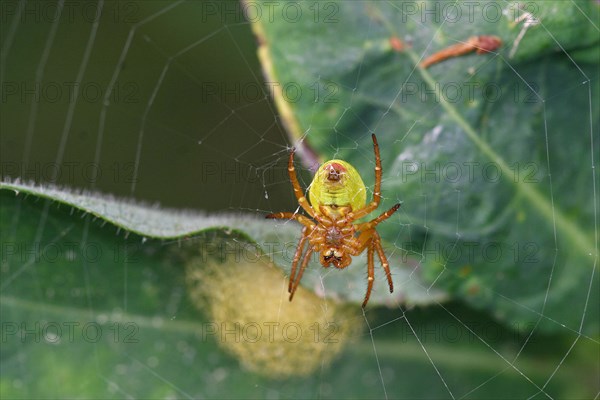 Pumpkin spider with egg cocoon