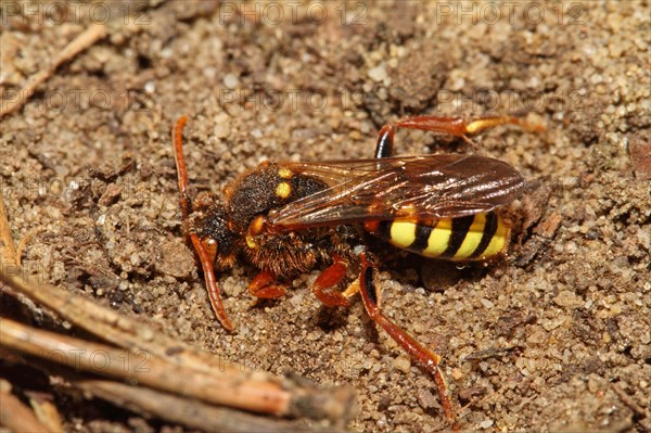 Redheaded Wasp Bee