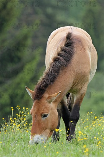 Przewalski's horse