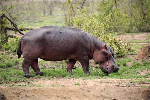 Hippopotamus