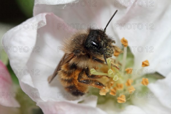 Red mason bee