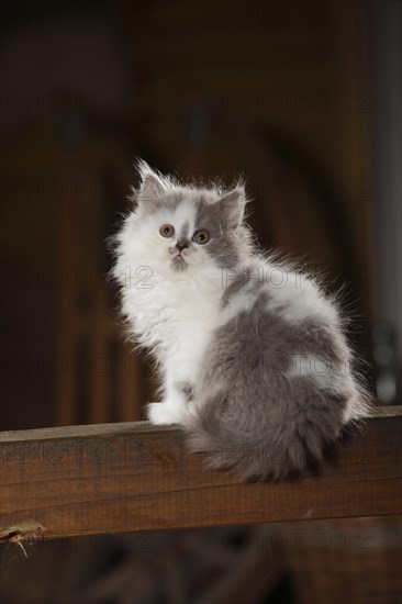 British Longhair